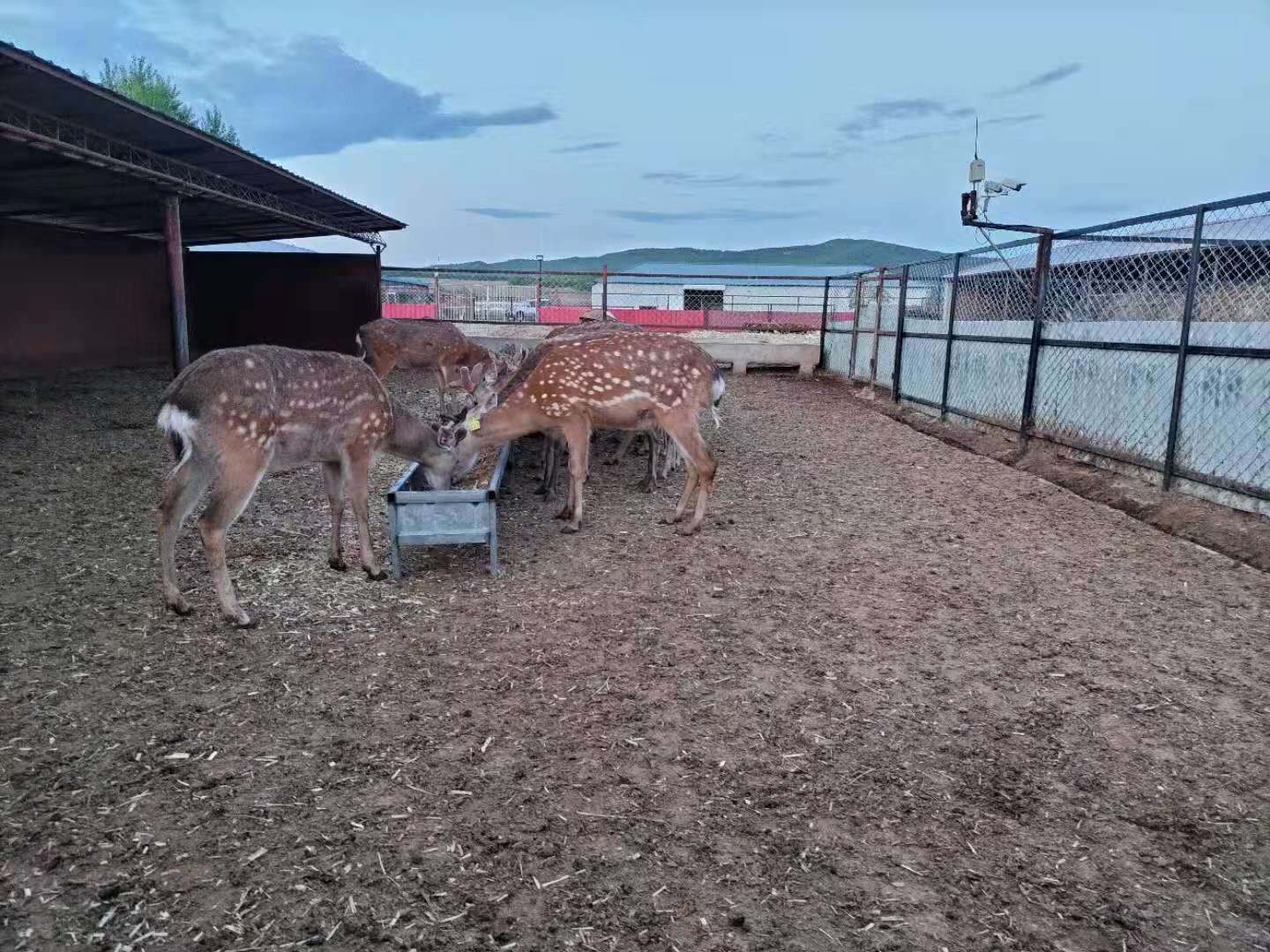 有机美菌剂在梅花鹿养殖的应用