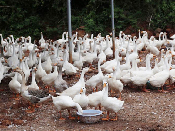 生物饲料发酵剂在肉鹅养殖中的应用