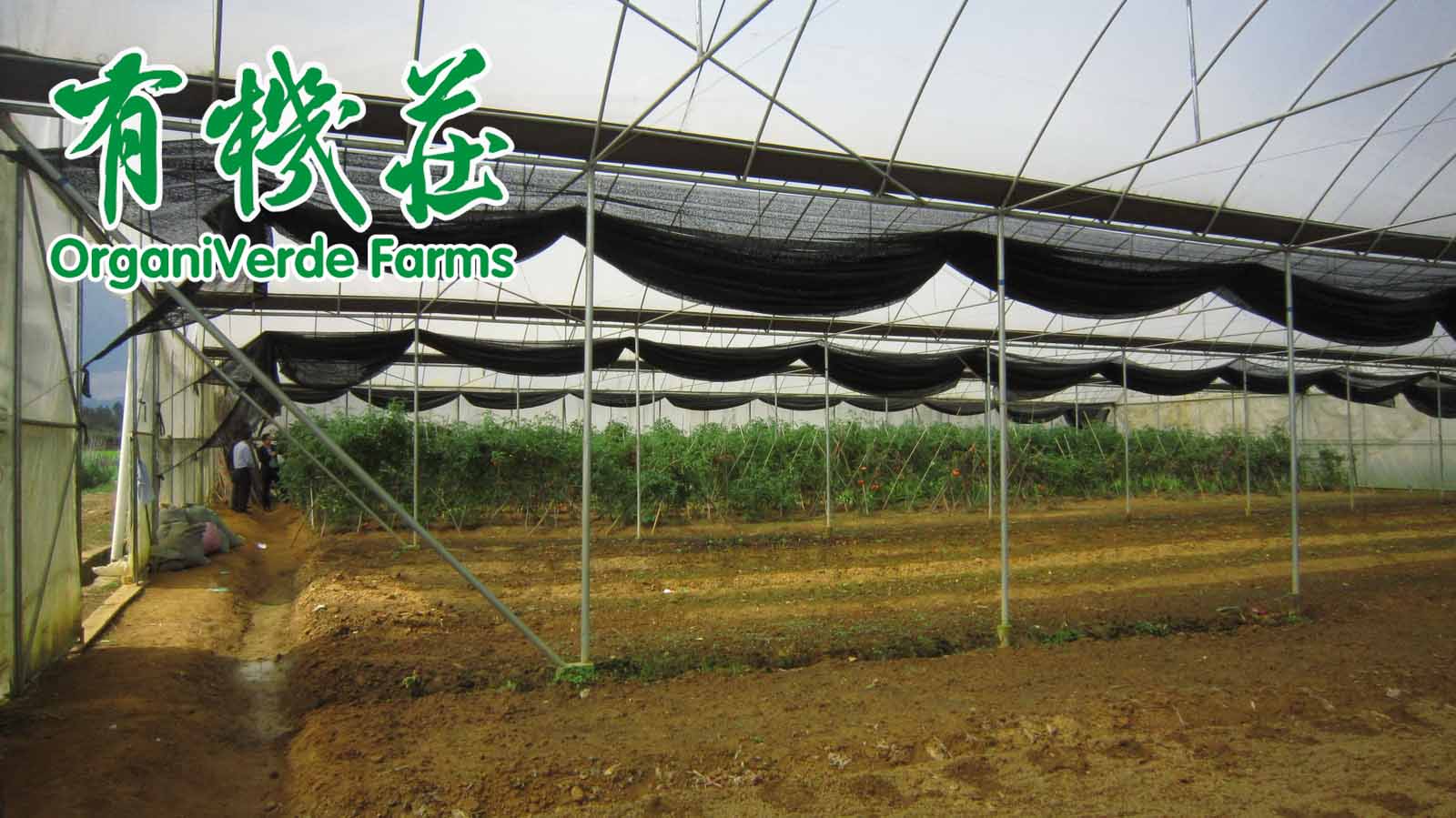 施微生物肥既增产还养地