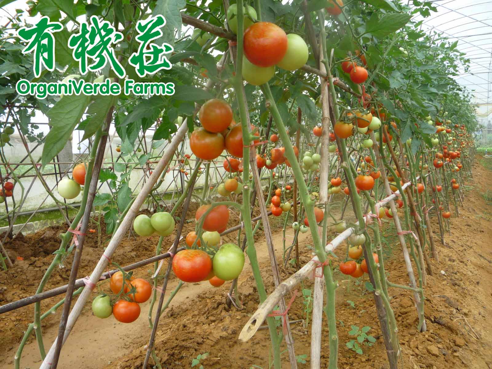 常吃有机蔬菜的好处
