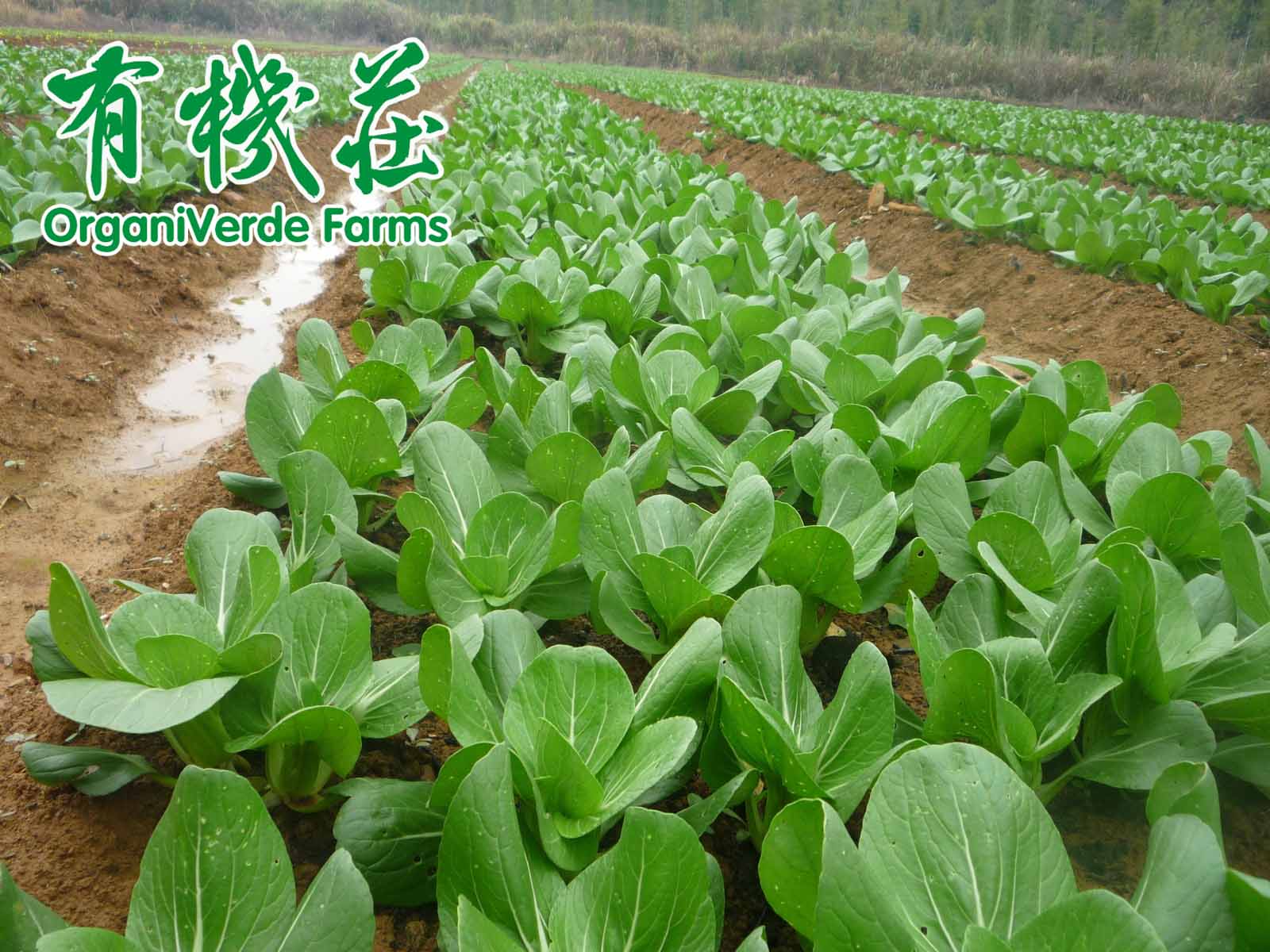 有机蔬菜食用更安全 但也不能否定普通蔬菜