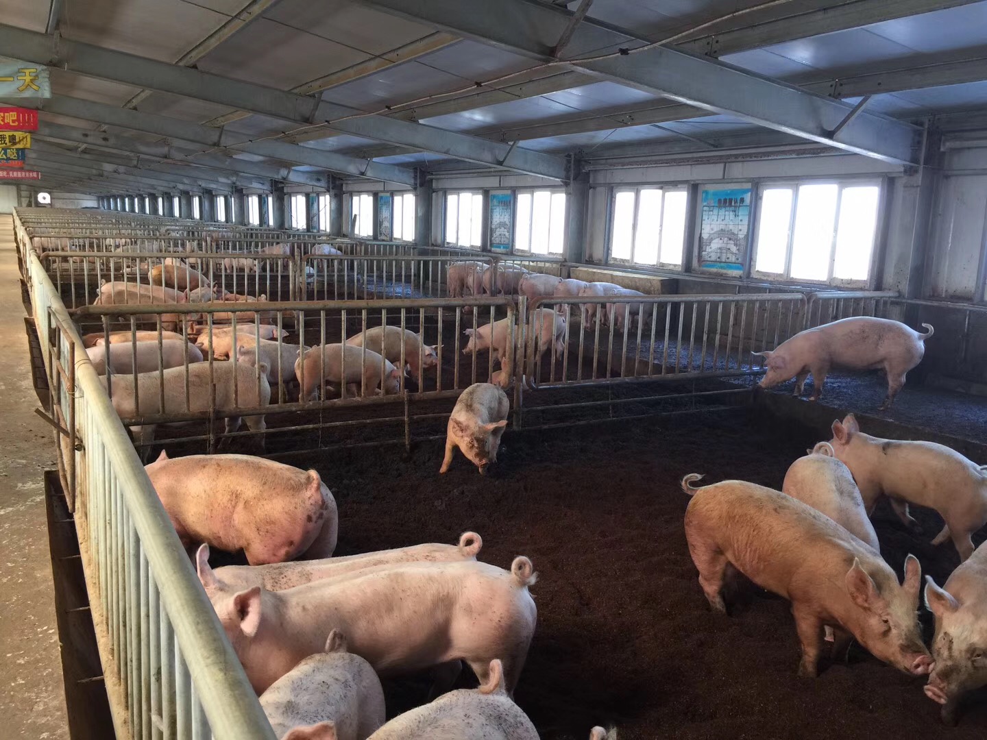 生态发酵垫床养猪技术运用介绍