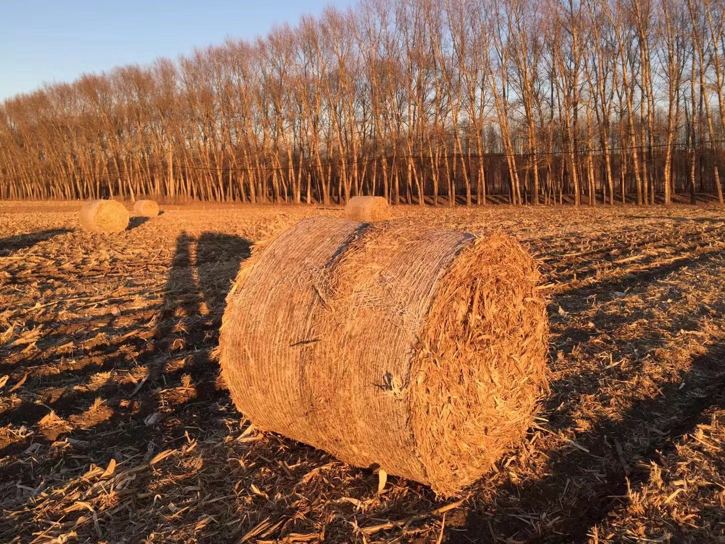 生物饲料发酵剂可使料肉比、料蛋比下降 10-20%