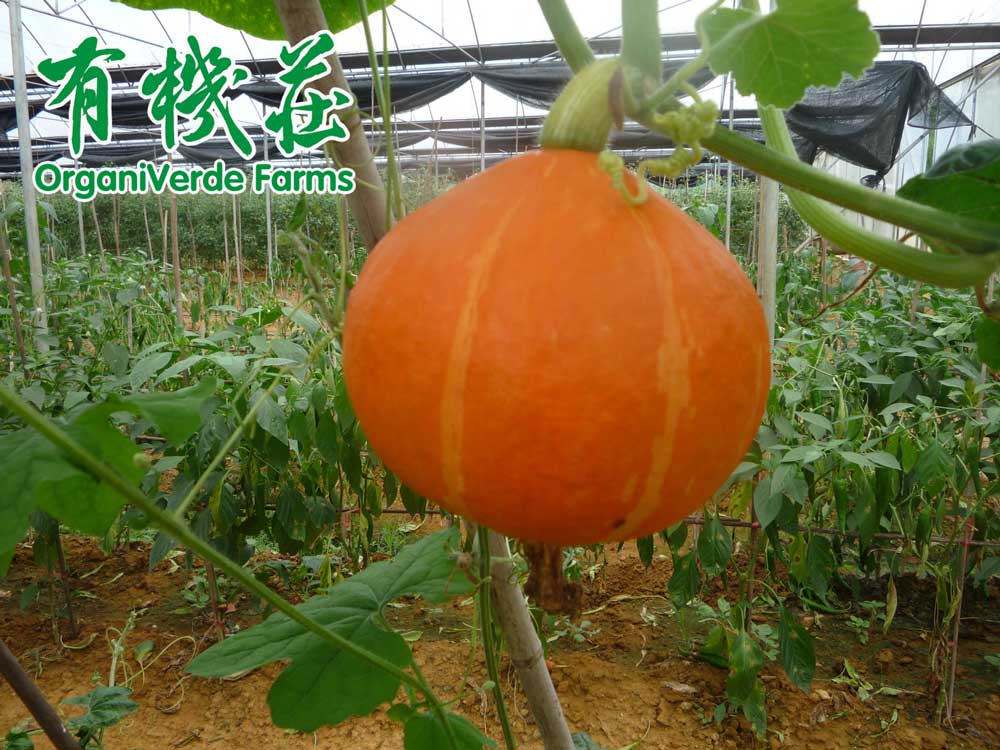 通过外观和口感能识别出有机产品吗？