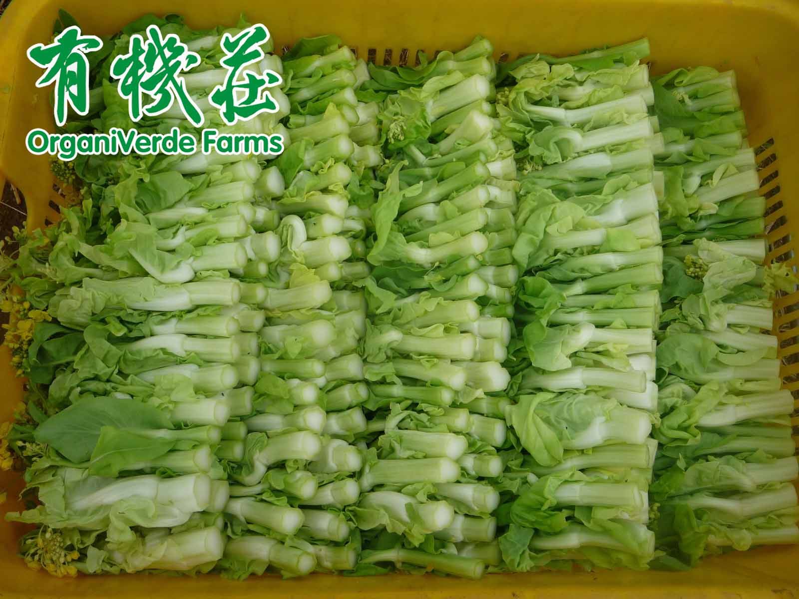 有机食品技术规范