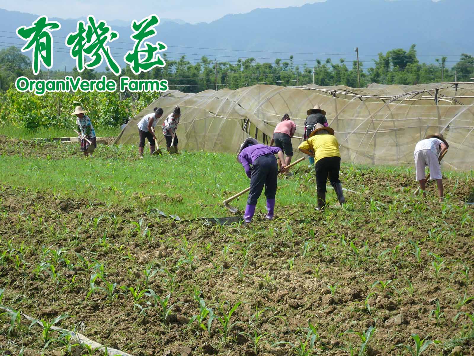 有机农耕的“均衡”生态系统能更好地控制害虫