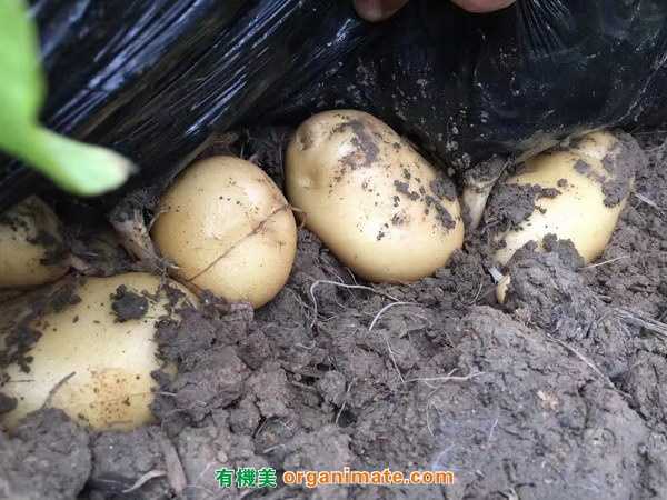 美国亚联微生物菌剂Bio1One 在处理马铃薯疮痂病的明显效果